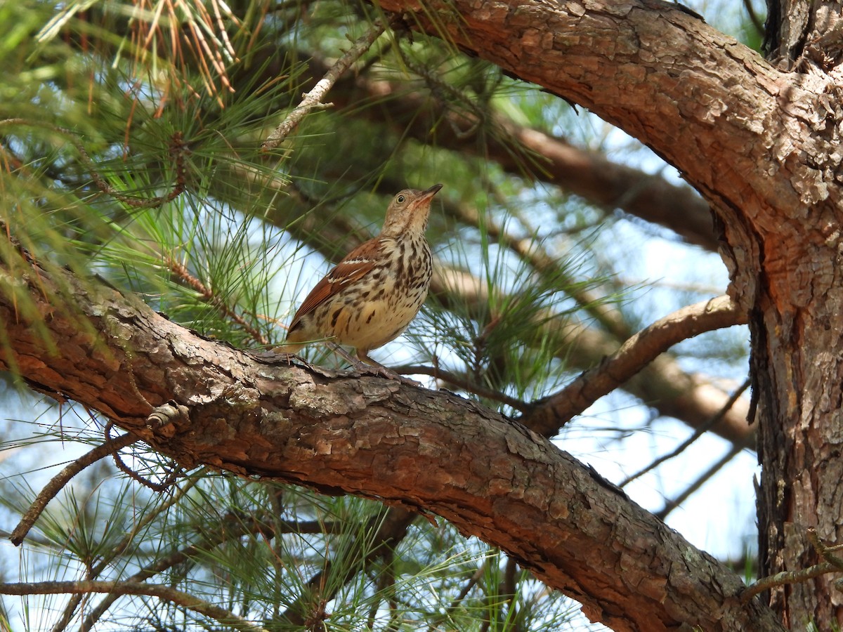 Brown Thrasher - ML639036991