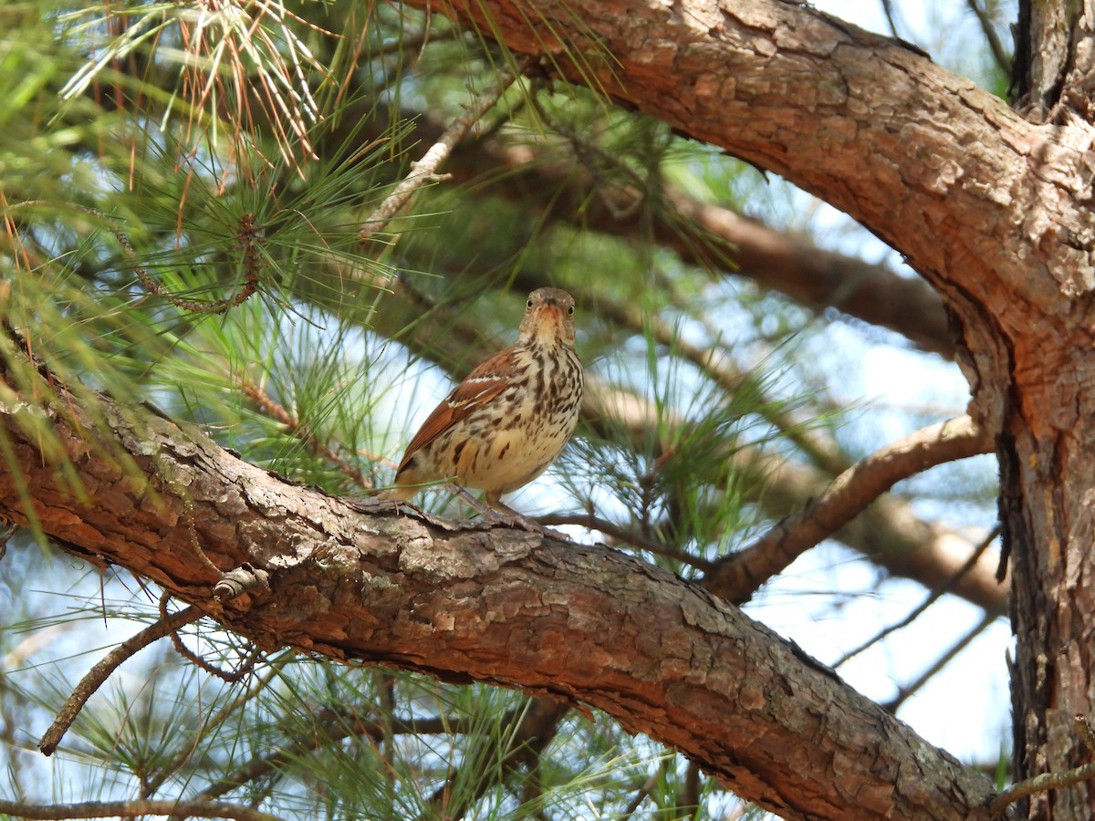 Brown Thrasher - ML639036993