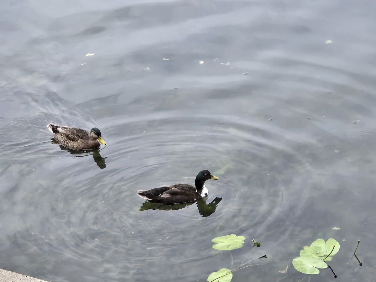 Mallard (Domestic type) - ML639036994