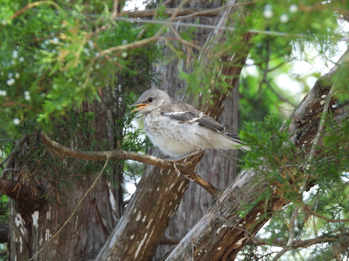 Northern Mockingbird - ML639036997