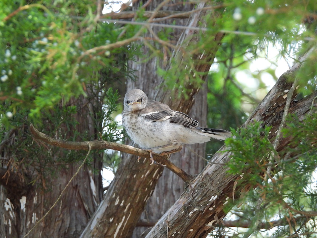 Northern Mockingbird - ML639036999