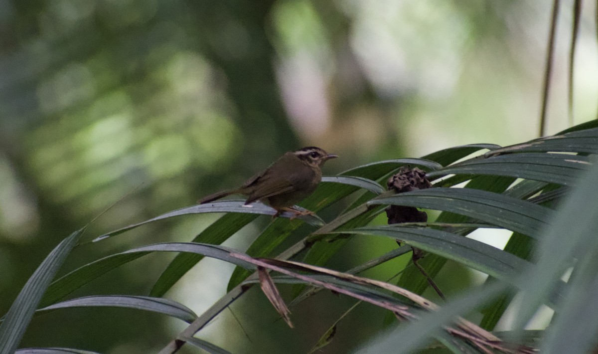 Three-striped Warbler - ML639037038