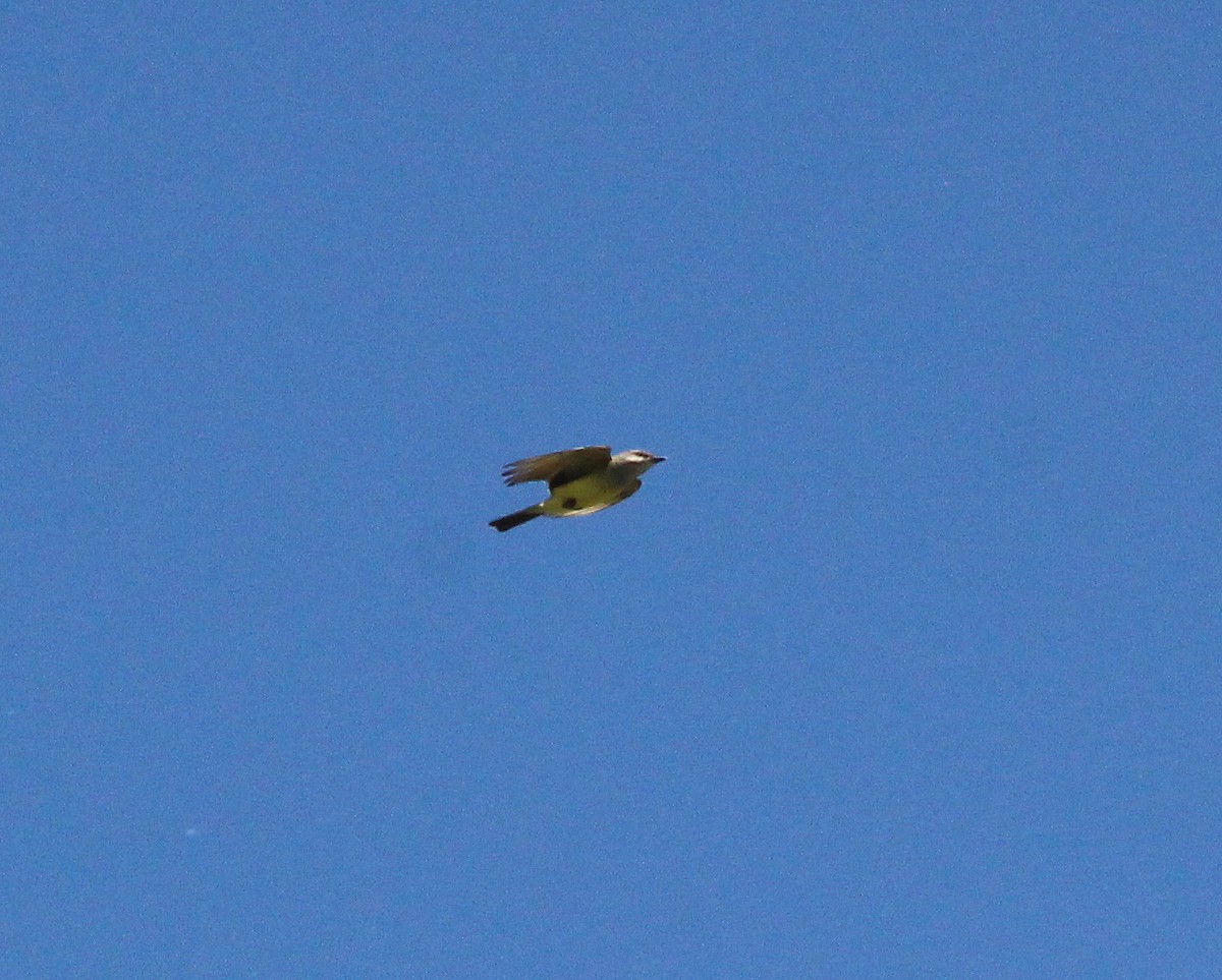 Western Kingbird - ML639037074