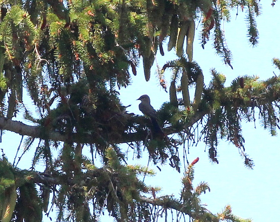 Western x Eastern Kingbird (hybrid) - ML639037075