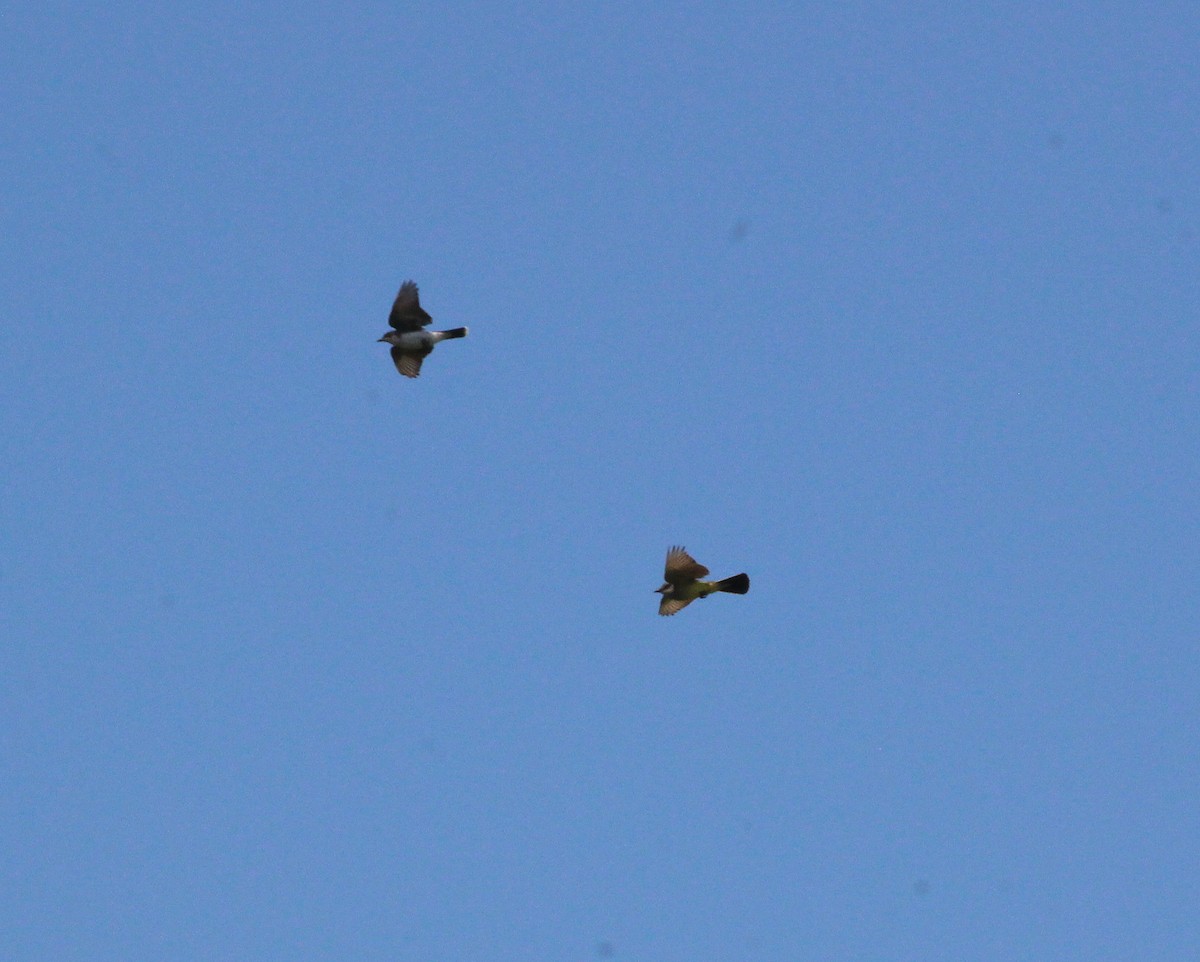 Western Kingbird - ML639037076