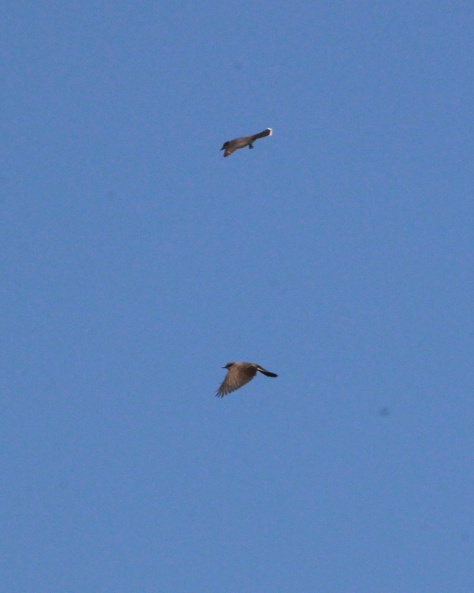 Eastern Kingbird - ML639037084