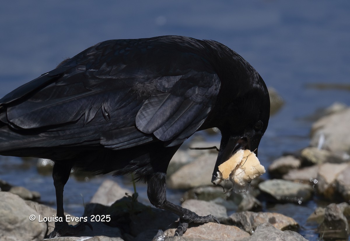 American Crow - ML639037094