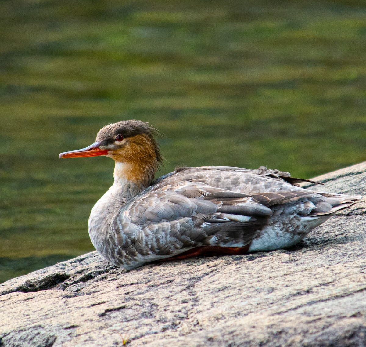 Red-breasted Merganser - ML639037122