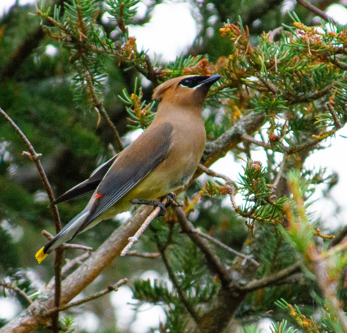 Cedar Waxwing - ML639037125