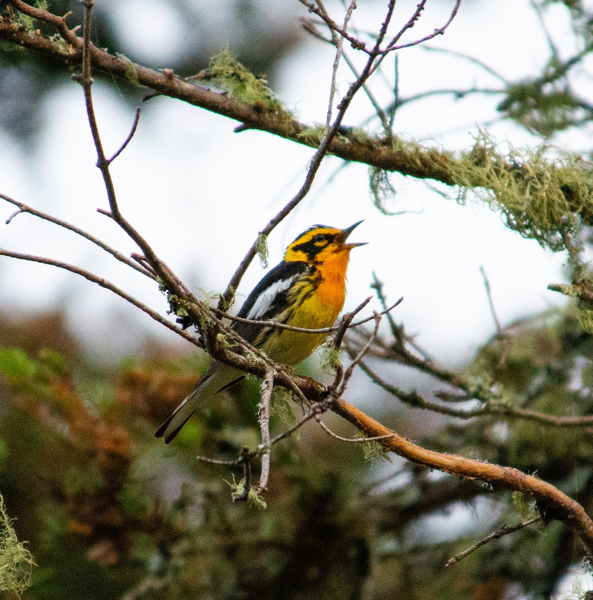 Blackburnian Warbler - ML639037136