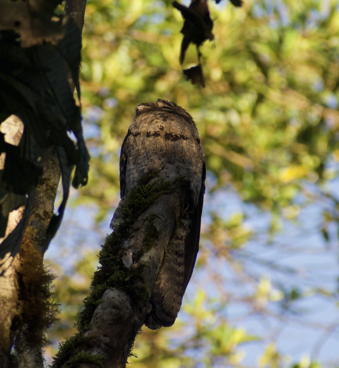 Common Potoo - ML639037137