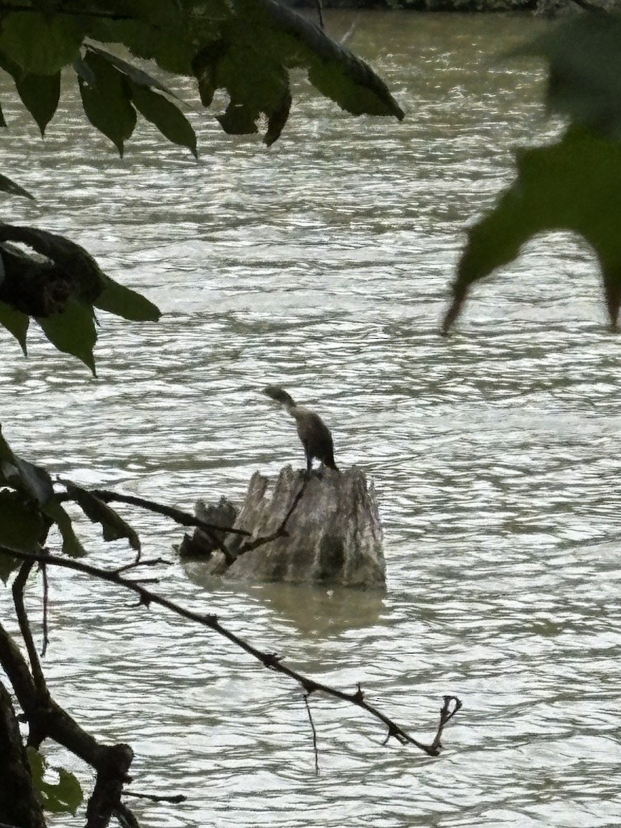 cormorant sp. - ML639037144