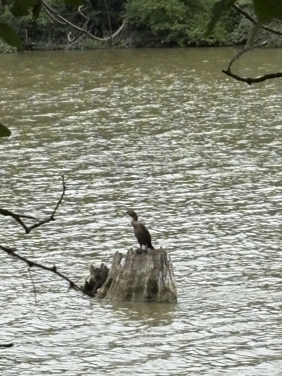 cormorant sp. - ML639037145
