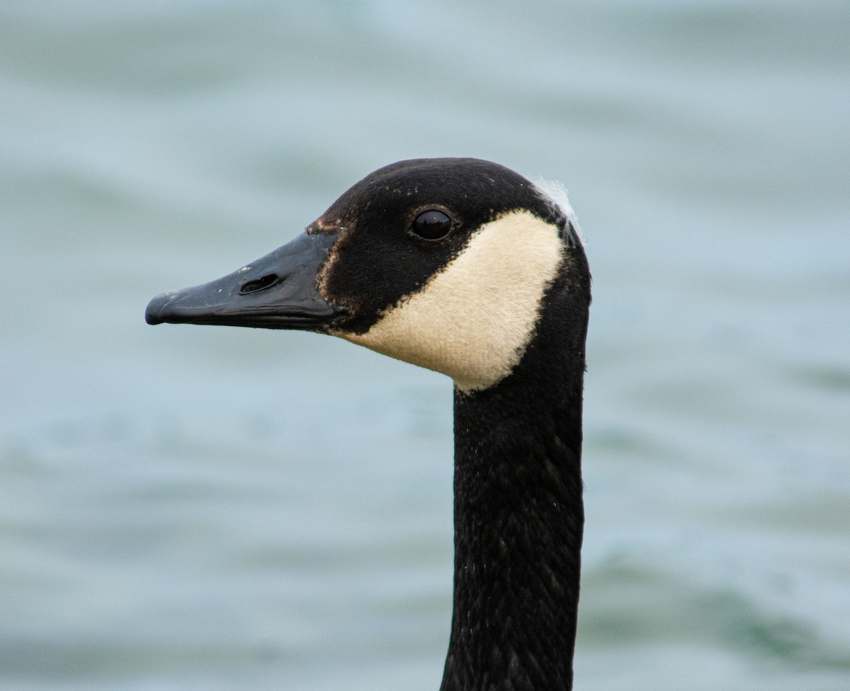 Canada Goose - ML639037151