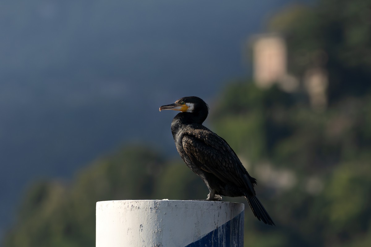 Great Cormorant - ML639037155