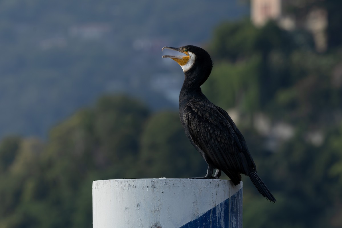 Great Cormorant - ML639037156