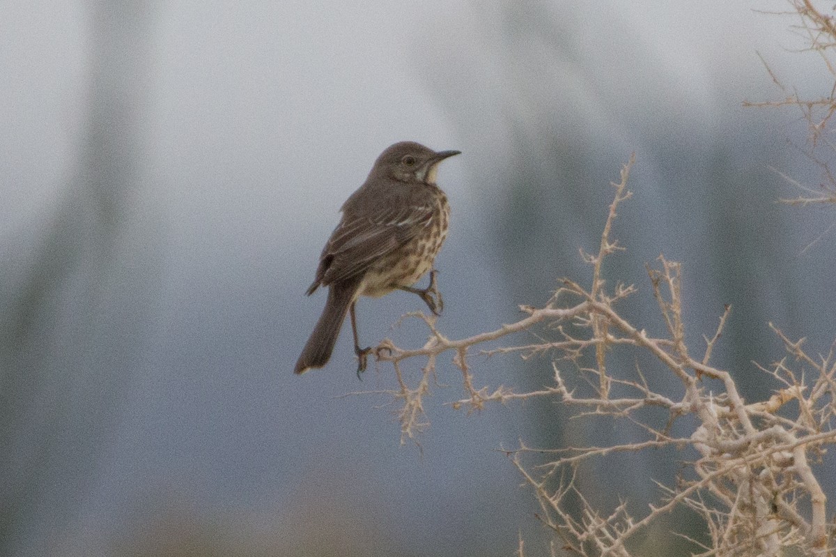 Sage Thrasher - ML639037160