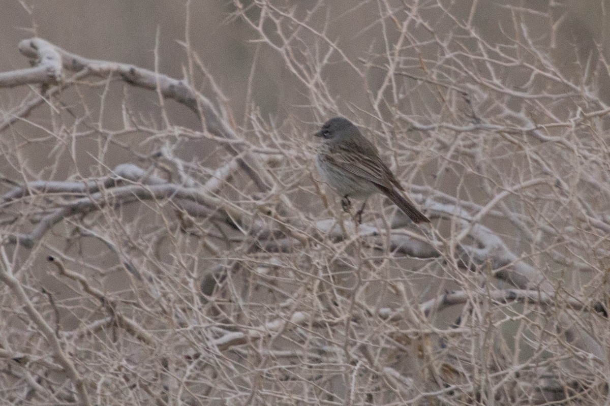 new world sparrow sp. - ML639037174