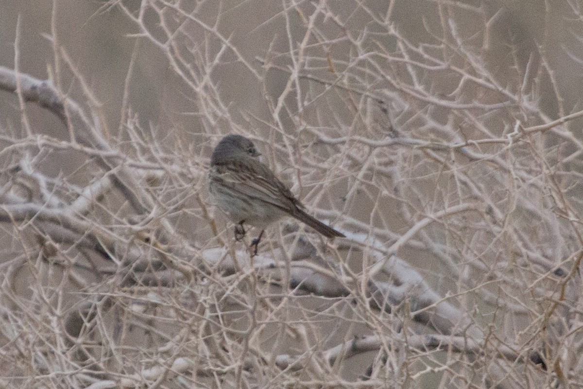 new world sparrow sp. - ML639037175