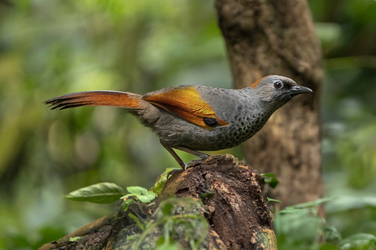 Golden-winged Laughingthrush - ML639037176