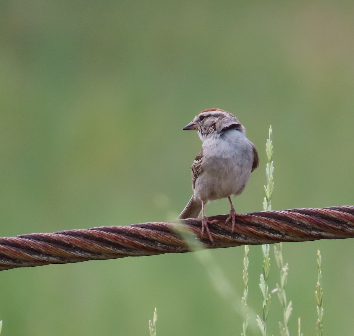 Chipping Sparrow - ML639037265