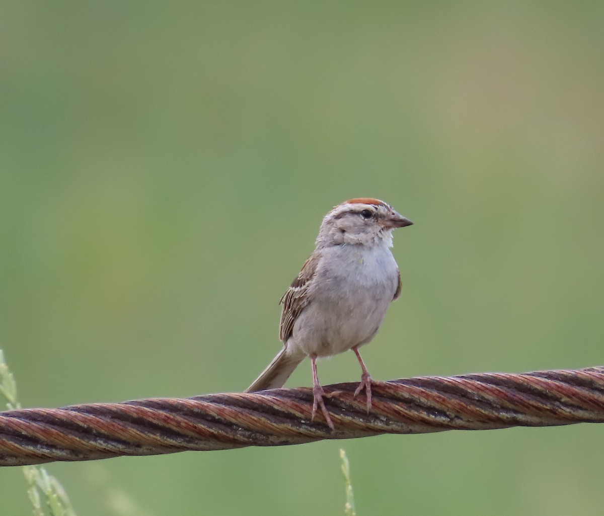 Chipping Sparrow - ML639037278