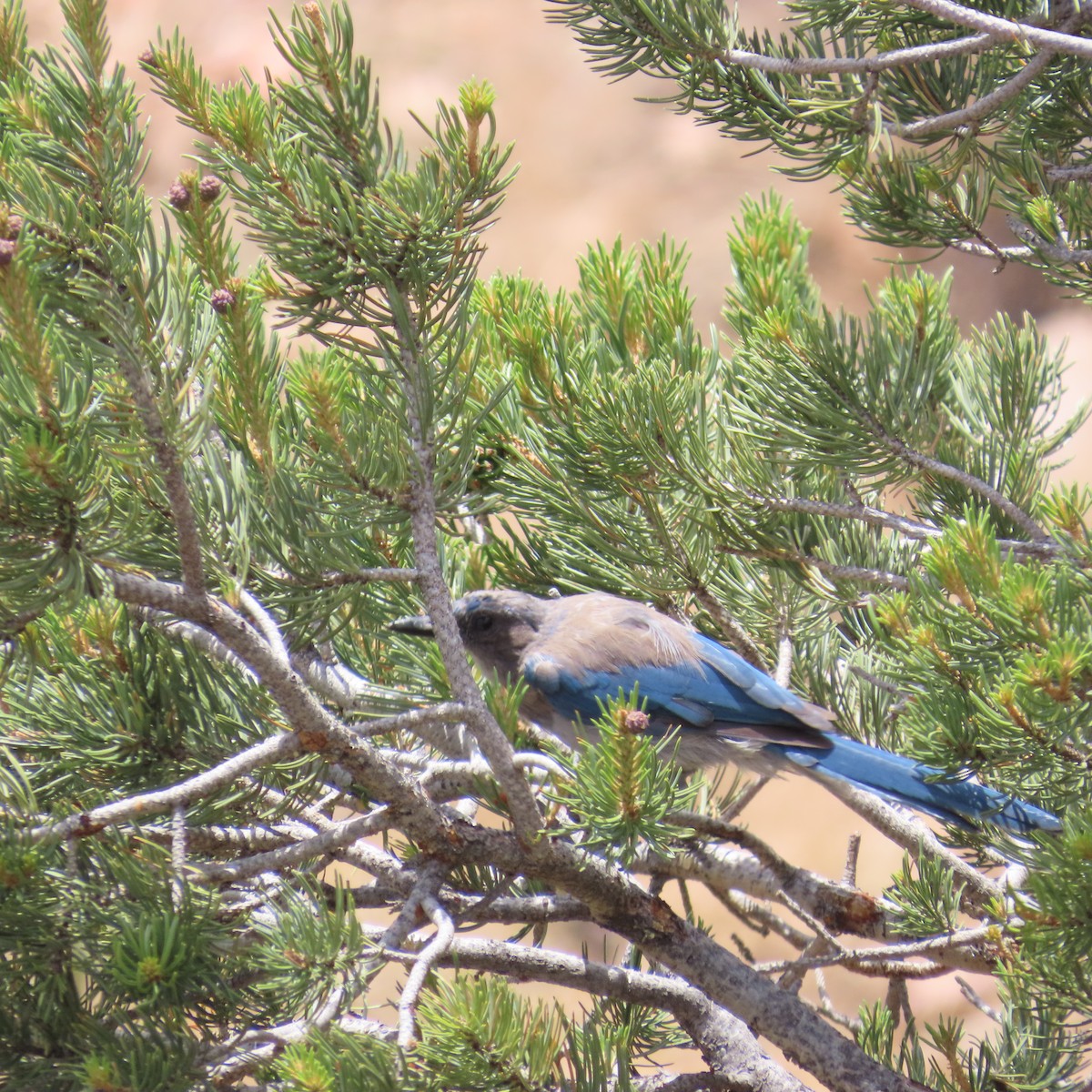 Woodhouse's Scrub-Jay - ML639037303