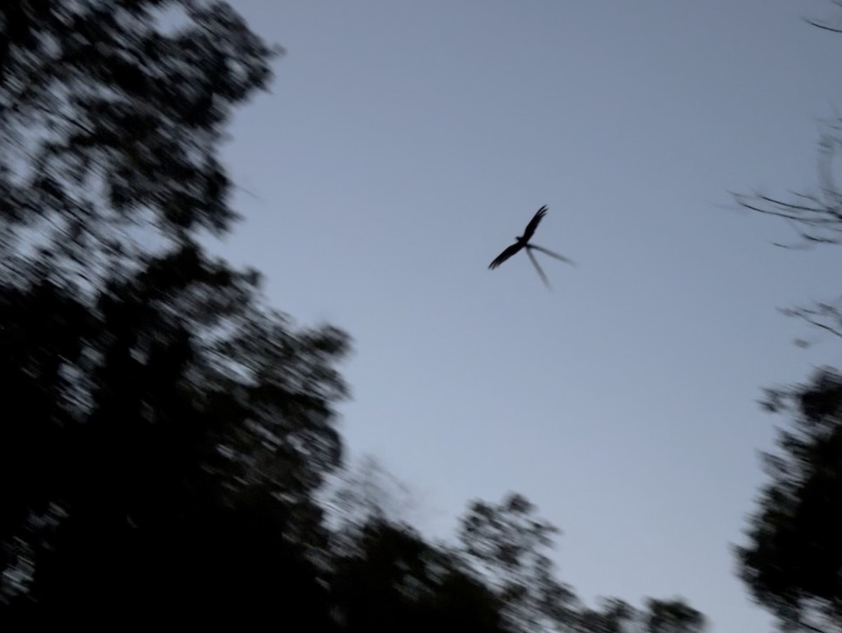 Long-trained Nightjar - ML639037320