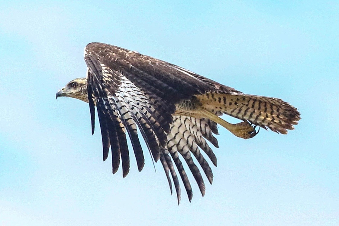 Great Black Hawk - ML639037335