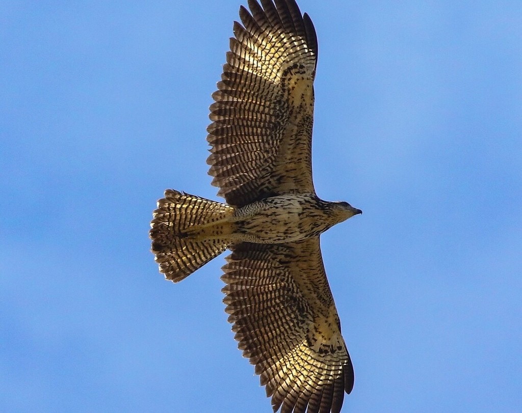 Great Black Hawk - ML639037336