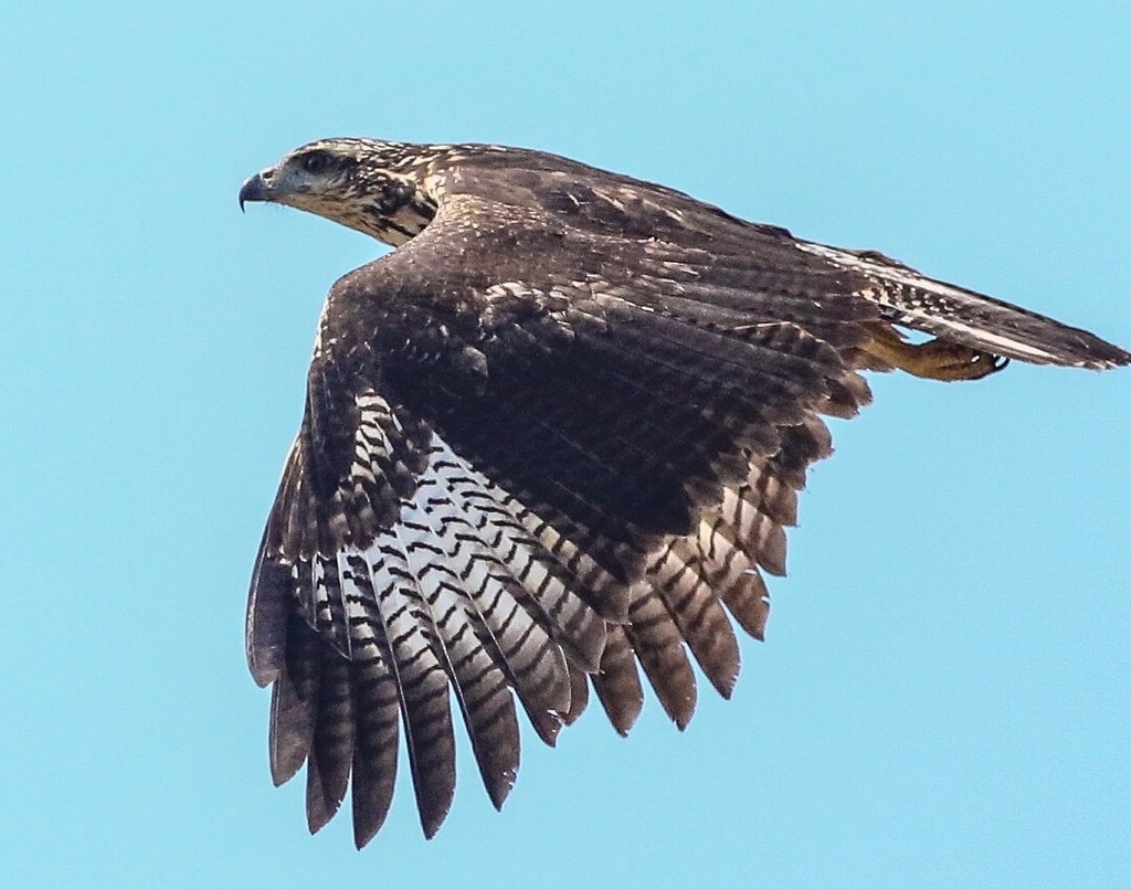 Great Black Hawk - ML639037337