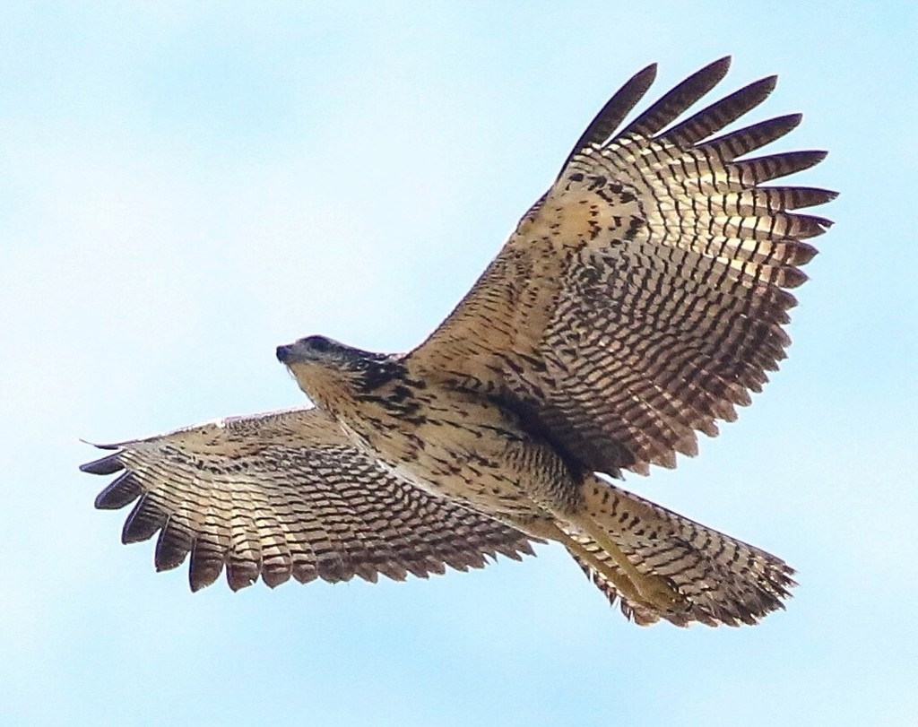 Great Black Hawk - ML639037338