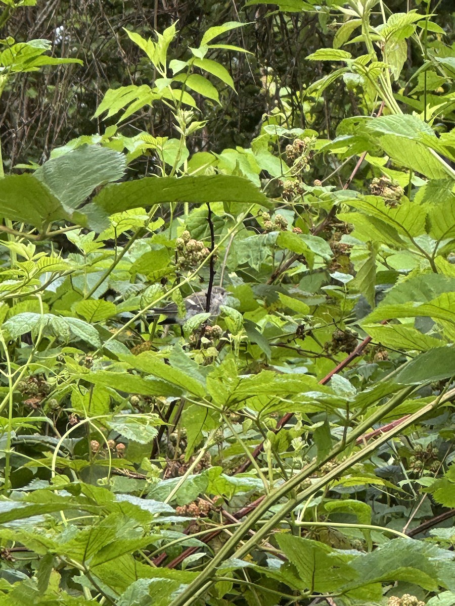American Redstart - ML639037439