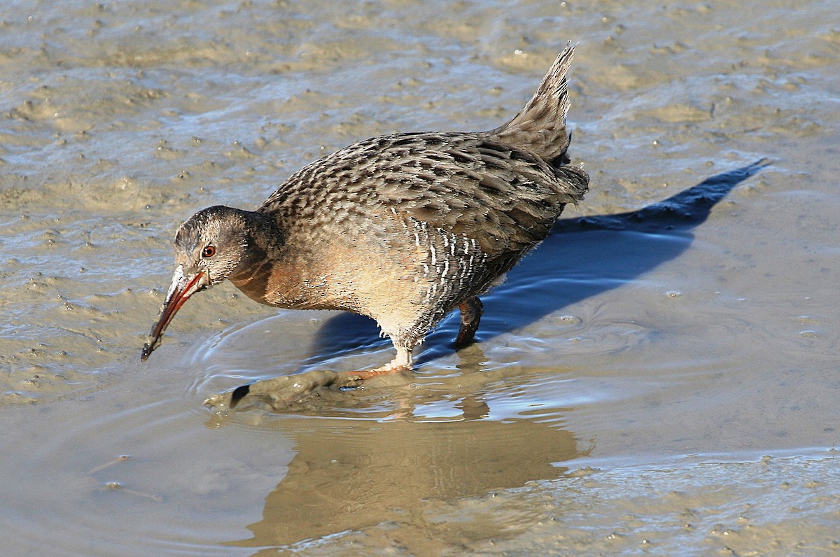 Ridgway's Rail - ML639037493
