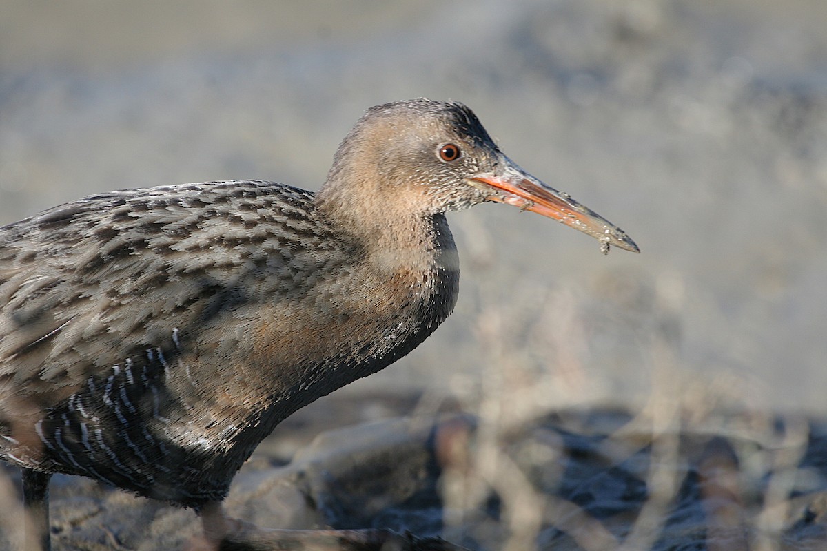 Ridgway's Rail - ML639037494