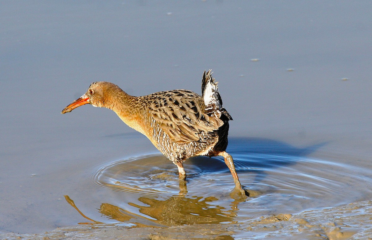 Ridgway's Rail - ML639037495