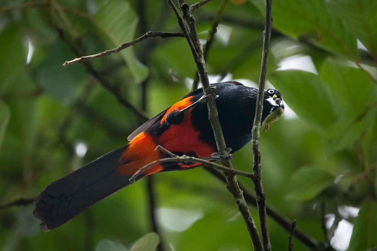 Red-bellied Grackle - ML639037527