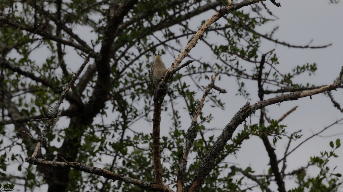White-fronted Woodpecker - ML639037536
