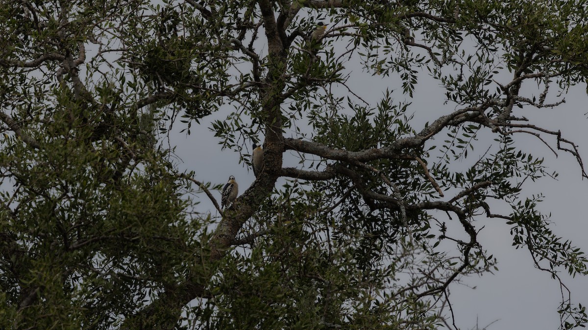 White-fronted Woodpecker - ML639037538