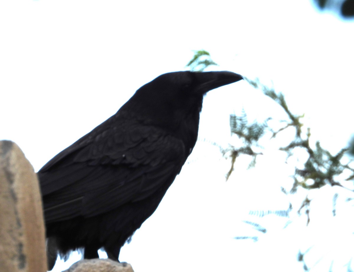 kaktusravn - ML639037555