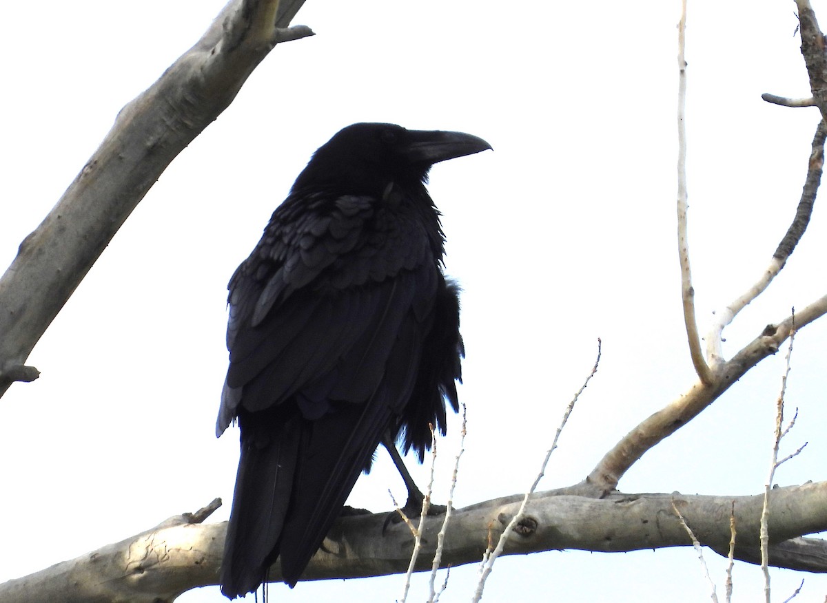 ravn - ML639037559