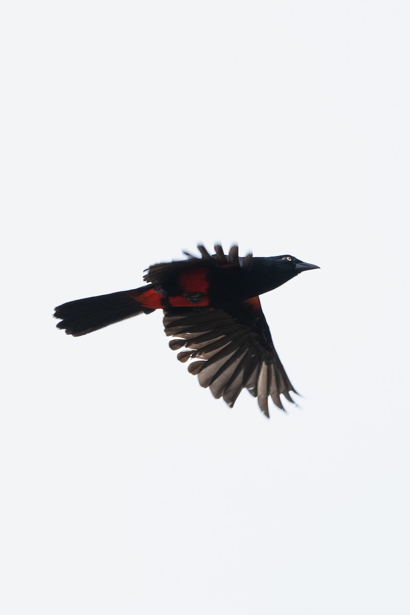 Red-bellied Grackle - ML639037564