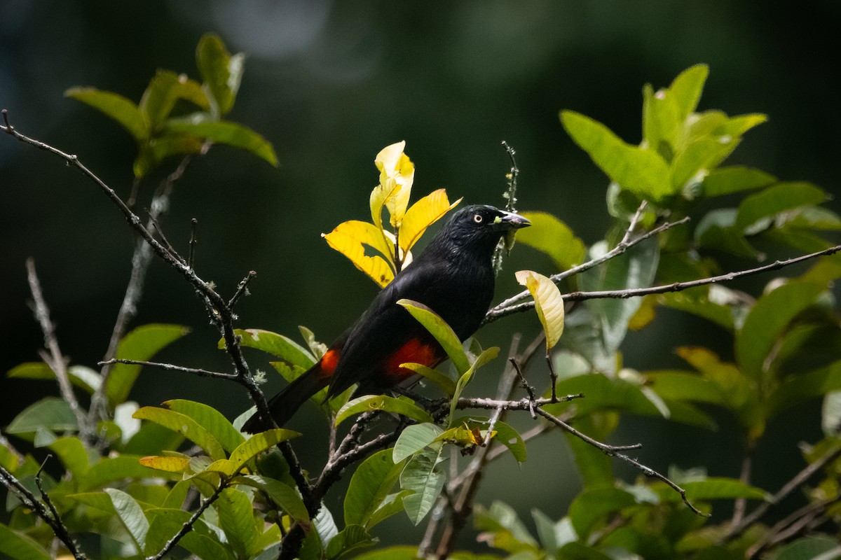 Red-bellied Grackle - ML639037603