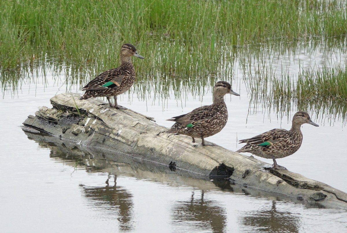 Çamurcun - ML639037631