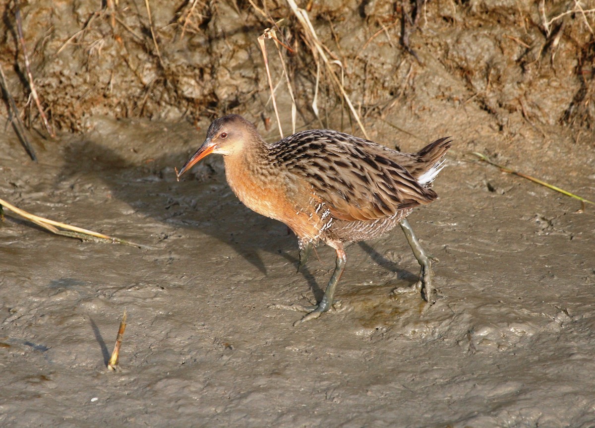 Ridgway's Rail - ML639037679