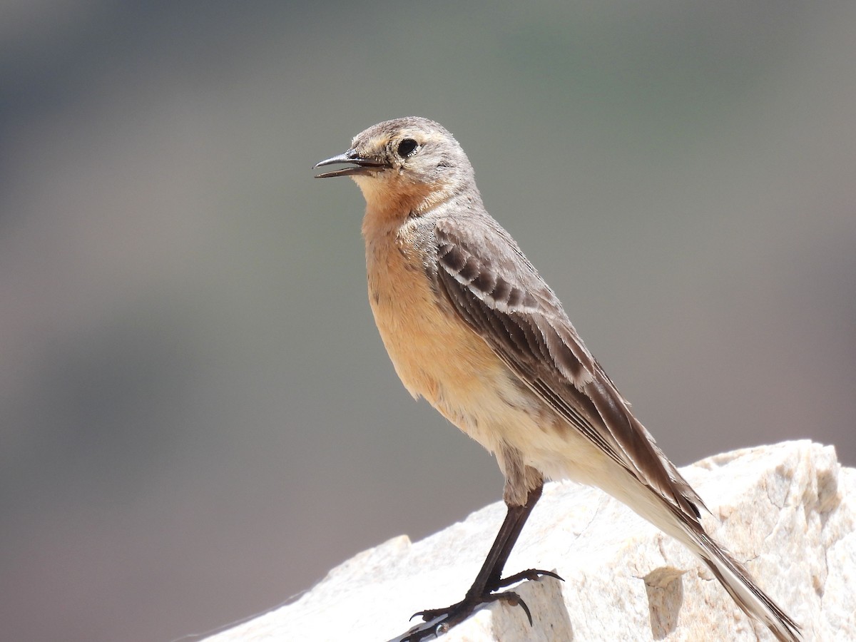 Pipit d'Amérique - ML639037742