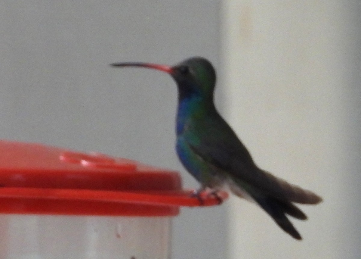 brednebbkolibri - ML639037762
