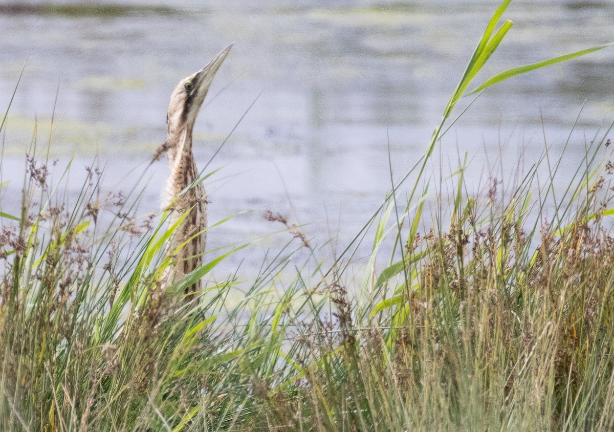 Eurasian Bittern - ML639037864