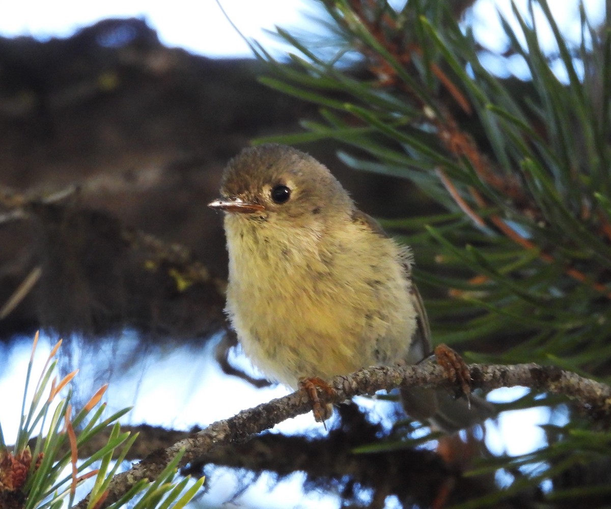 Ruby-crowned Kinglet - ML639037956