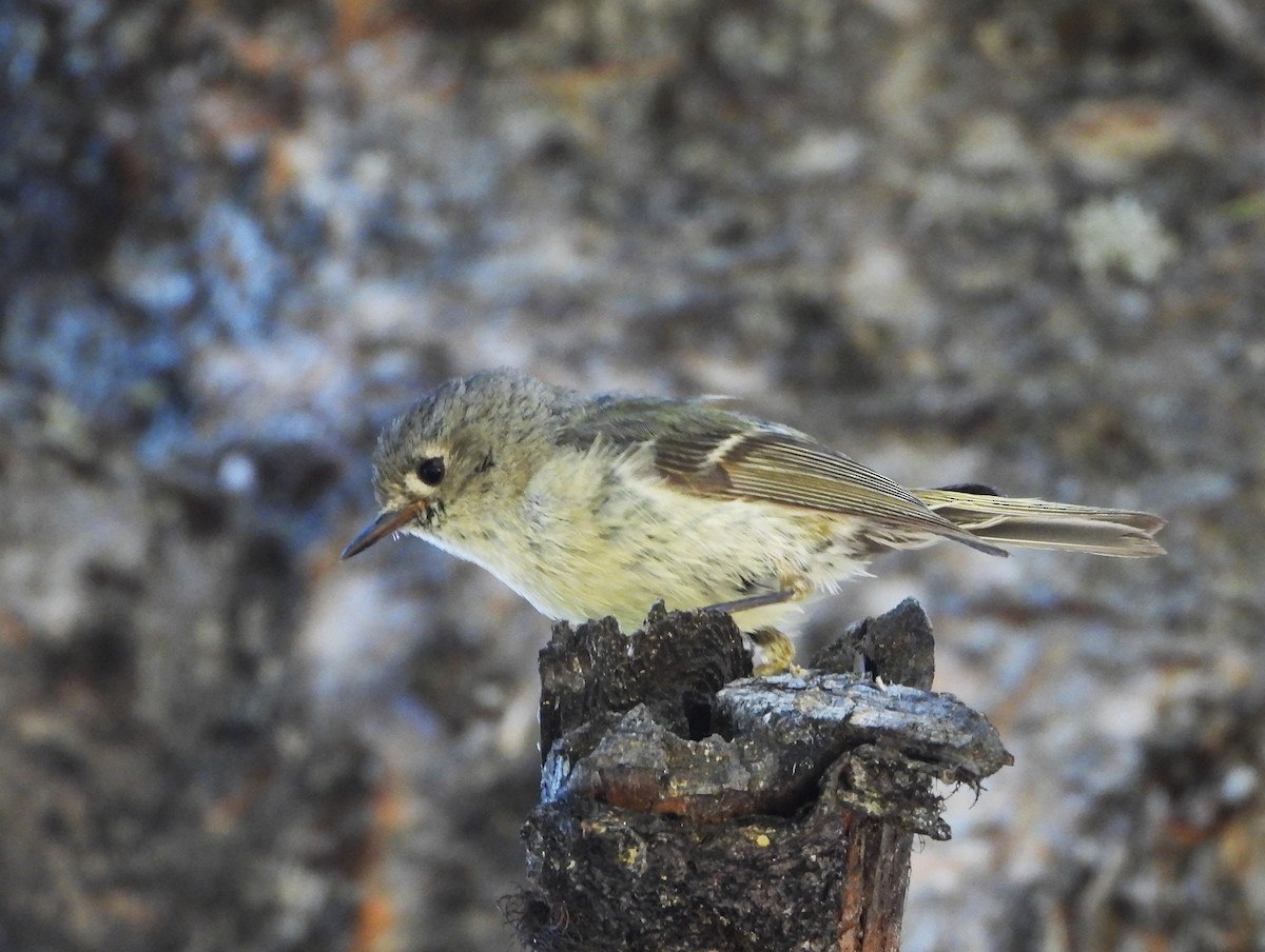 Ruby-crowned Kinglet - ML639037971